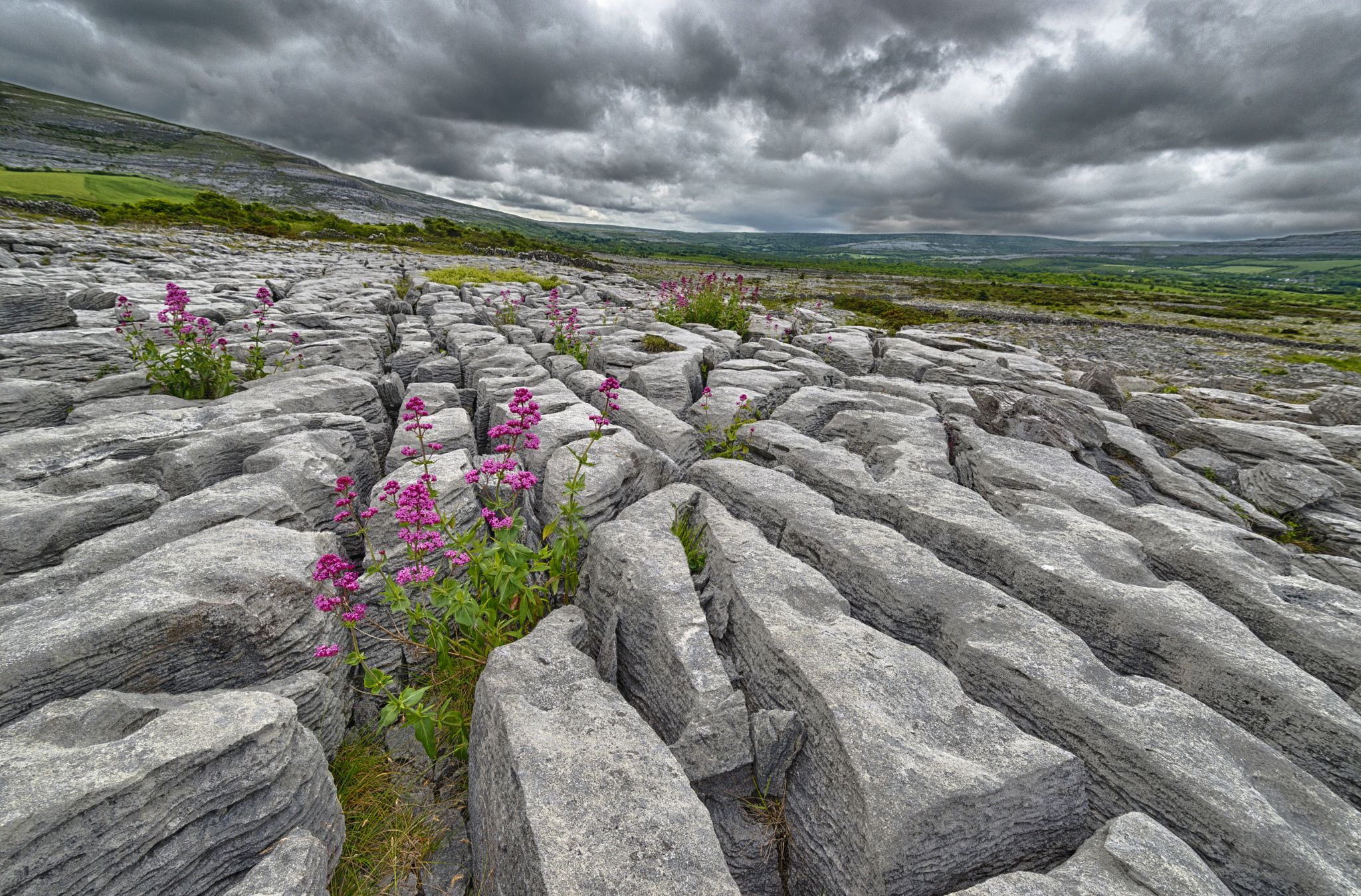 The Burren limestone pavement with wildflowers, Co. Clare
